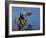 Peregrine Falcon Landing-W^ Perry Conway-Framed Photographic Print