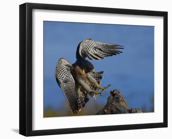 Peregrine Falcon Landing-W^ Perry Conway-Framed Photographic Print