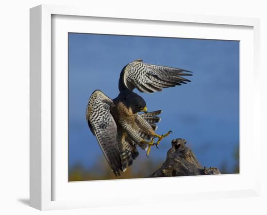 Peregrine Falcon Landing-W^ Perry Conway-Framed Photographic Print