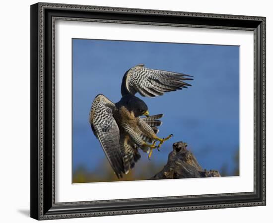 Peregrine Falcon Landing-W^ Perry Conway-Framed Photographic Print