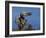 Peregrine Falcon Landing-W^ Perry Conway-Framed Photographic Print