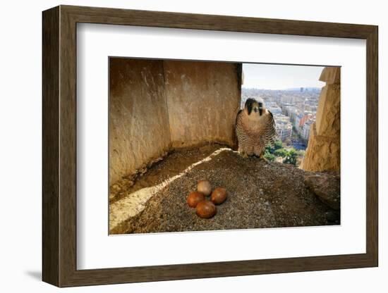 Peregrine falcon perched in nest box with four eggs, Barcelona-Oriol Alamany-Framed Photographic Print