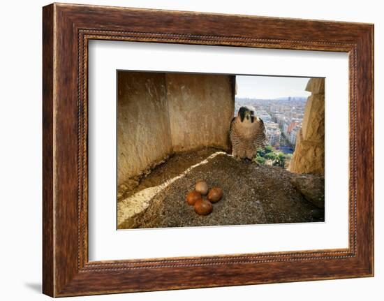 Peregrine falcon perched in nest box with four eggs, Barcelona-Oriol Alamany-Framed Photographic Print