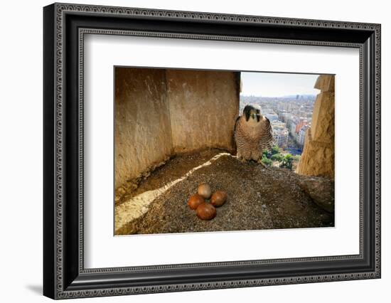 Peregrine falcon perched in nest box with four eggs, Barcelona-Oriol Alamany-Framed Photographic Print