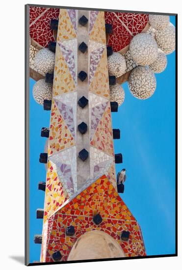 Peregrine falcon perched on mosaic tower at Sagarada Familia-Oriol Alamany-Mounted Photographic Print