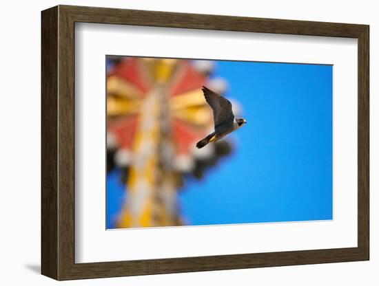 Peregrine falcon with mosaic of Sagrada Familia in background-Oriol Alamany-Framed Photographic Print