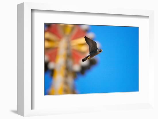 Peregrine falcon with mosaic of Sagrada Familia in background-Oriol Alamany-Framed Photographic Print