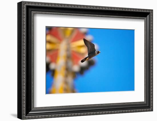 Peregrine falcon with mosaic of Sagrada Familia in background-Oriol Alamany-Framed Photographic Print