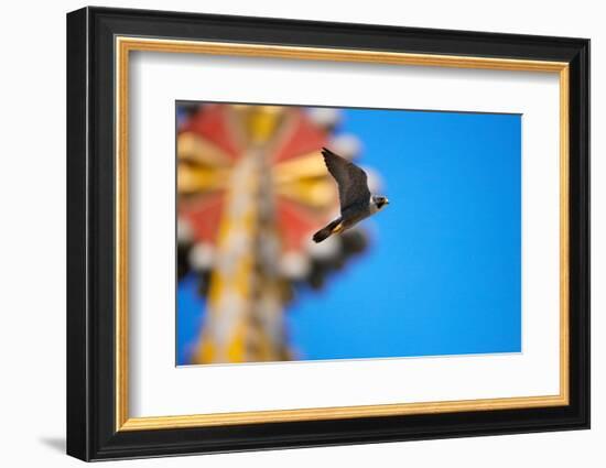 Peregrine falcon with mosaic of Sagrada Familia in background-Oriol Alamany-Framed Photographic Print