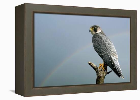 Peregrine Falcon with Rainbow Behind-null-Framed Premier Image Canvas