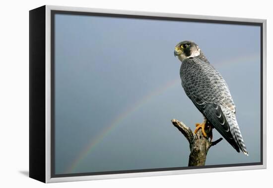 Peregrine Falcon with Rainbow Behind-null-Framed Premier Image Canvas