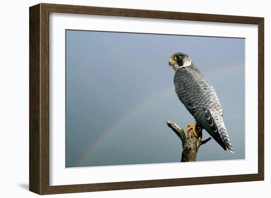 Peregrine Falcon with Rainbow Behind-null-Framed Photographic Print