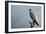 Peregrine Falcon with Rainbow Behind-null-Framed Photographic Print