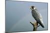Peregrine Falcon with Rainbow Behind-null-Mounted Photographic Print
