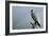 Peregrine Falcon with Rainbow Behind-null-Framed Photographic Print