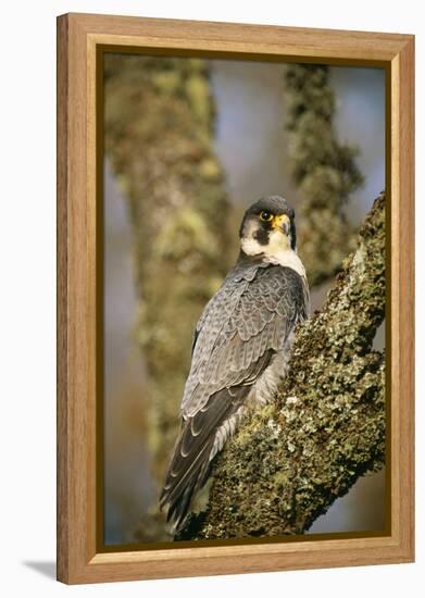 Peregrine Falcon-null-Framed Premier Image Canvas