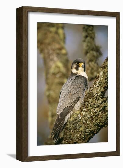 Peregrine Falcon-null-Framed Photographic Print