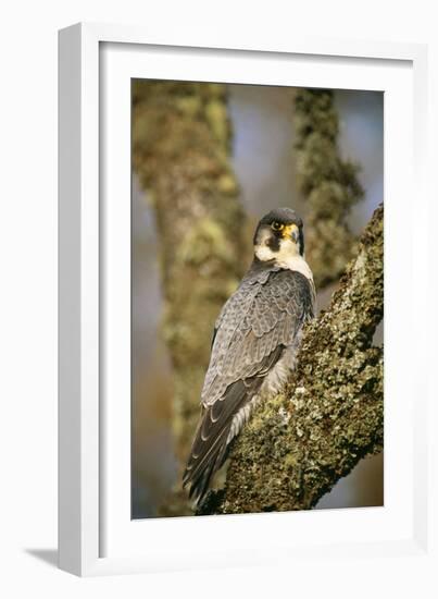 Peregrine Falcon-null-Framed Photographic Print
