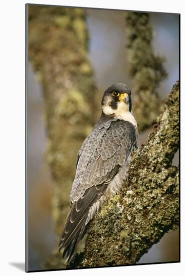 Peregrine Falcon-null-Mounted Photographic Print
