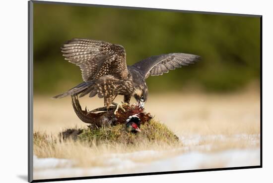 Peregrine Falcon-Milan Zygmunt-Mounted Photographic Print