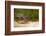 Peregrine Falcon-Milan Zygmunt-Framed Photographic Print