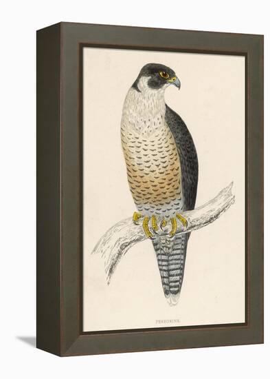 Peregrine Falcon-Reverend Francis O. Morris-Framed Premier Image Canvas