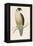 Peregrine Falcon-Reverend Francis O. Morris-Framed Premier Image Canvas