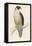 Peregrine Falcon-Reverend Francis O. Morris-Framed Premier Image Canvas