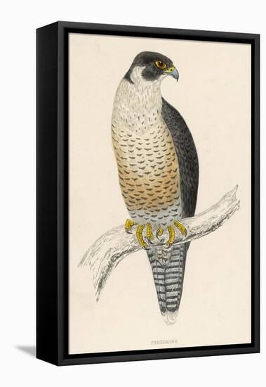 Peregrine Falcon-Reverend Francis O. Morris-Framed Premier Image Canvas