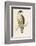 Peregrine Falcon-Reverend Francis O. Morris-Framed Photographic Print