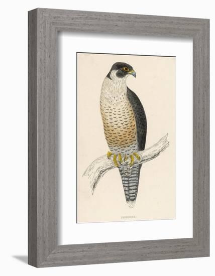 Peregrine Falcon-Reverend Francis O. Morris-Framed Photographic Print