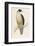 Peregrine Falcon-Reverend Francis O. Morris-Framed Photographic Print