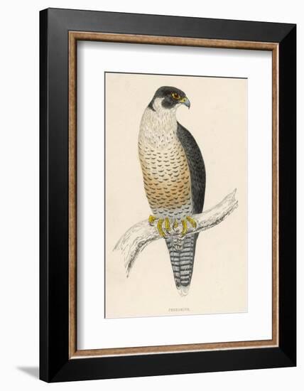 Peregrine Falcon-Reverend Francis O. Morris-Framed Photographic Print