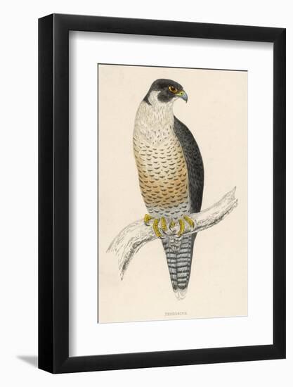 Peregrine Falcon-Reverend Francis O. Morris-Framed Photographic Print