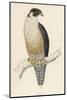 Peregrine Falcon-Reverend Francis O. Morris-Mounted Photographic Print