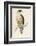 Peregrine Falcon-Reverend Francis O. Morris-Framed Photographic Print