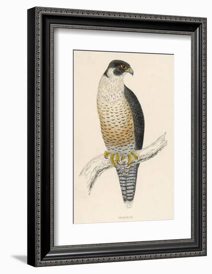 Peregrine Falcon-Reverend Francis O. Morris-Framed Photographic Print