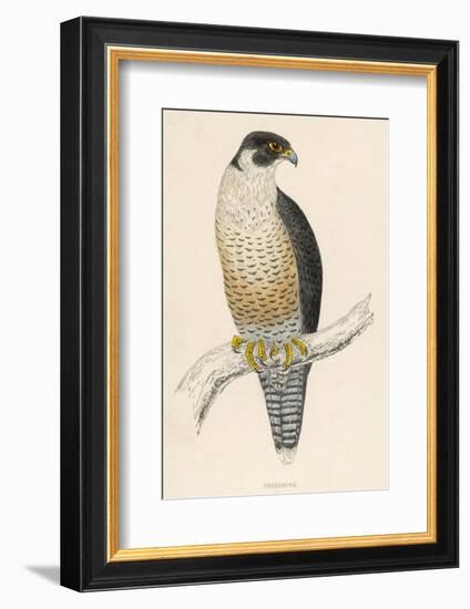 Peregrine Falcon-Reverend Francis O. Morris-Framed Photographic Print