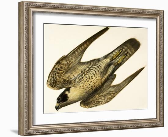 Peregrine Falcon-null-Framed Giclee Print