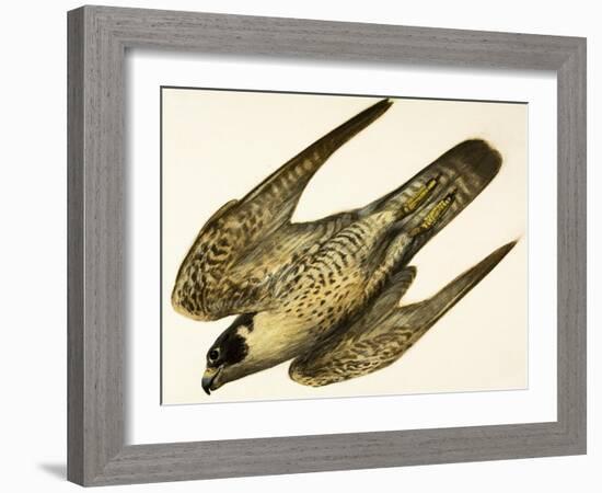 Peregrine Falcon-null-Framed Giclee Print