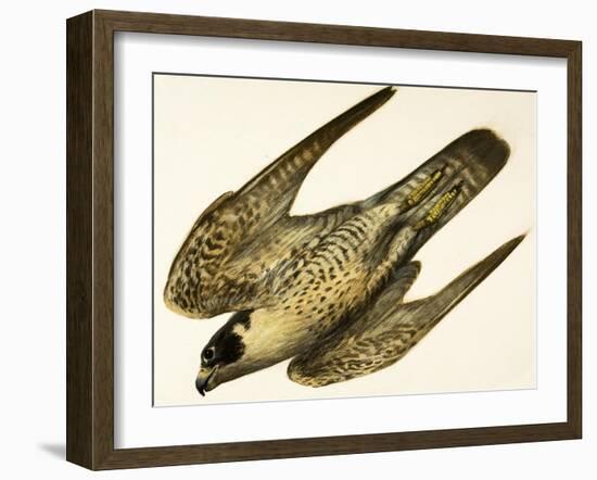 Peregrine Falcon-null-Framed Giclee Print