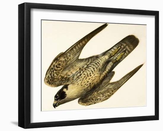Peregrine Falcon-null-Framed Giclee Print
