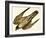 Peregrine Falcon-null-Framed Giclee Print