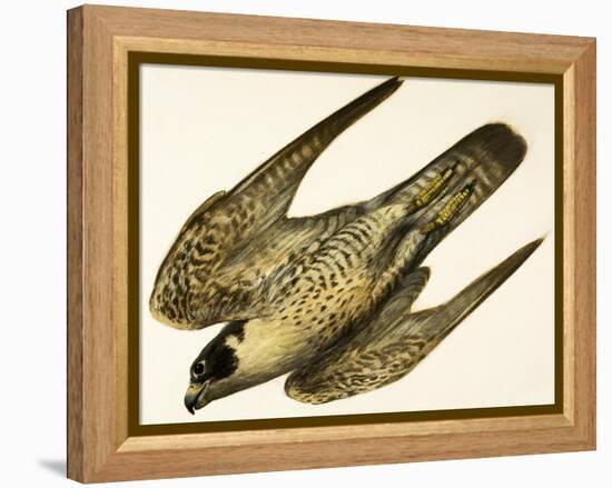 Peregrine Falcon-null-Framed Premier Image Canvas