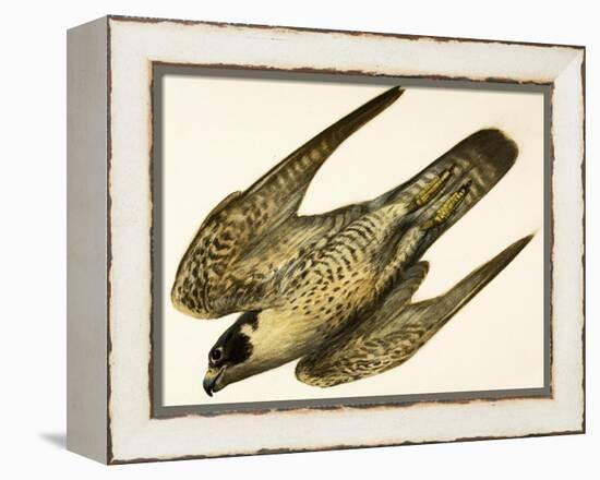 Peregrine Falcon-null-Framed Premier Image Canvas
