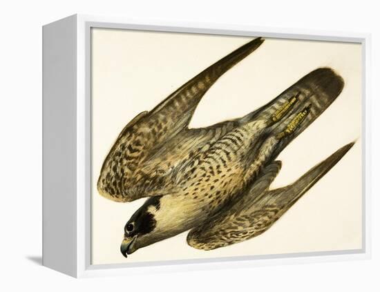 Peregrine Falcon-null-Framed Premier Image Canvas