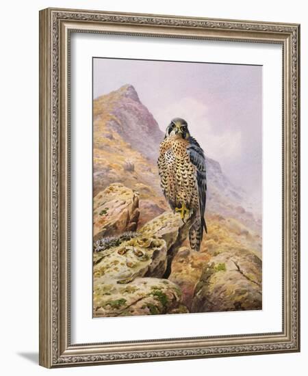 Peregrine Falcon-Carl Donner-Framed Giclee Print