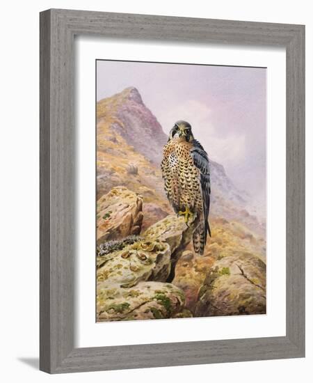 Peregrine Falcon-Carl Donner-Framed Giclee Print