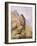 Peregrine Falcon-Carl Donner-Framed Giclee Print