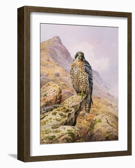 Peregrine Falcon-Carl Donner-Framed Giclee Print